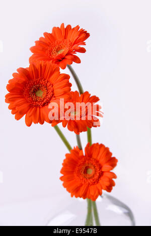 Gerberas on a white background Stock Photo