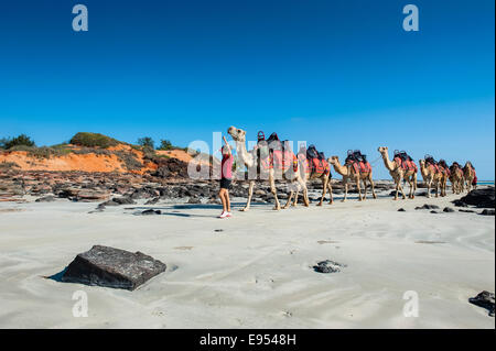 Camels prepared for tourists on Cable Beach, Broome, Western Australia Stock Photo