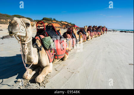 Camels prepared for tourists on Cable Beach, Broome, Western Australia Stock Photo