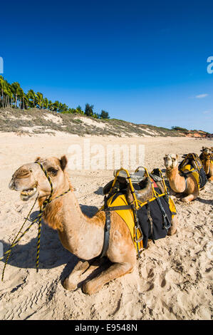 Camels prepared for tourists on Cable Beach, Broome, Western Australia Stock Photo