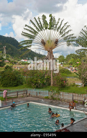 Public swimming pool, outdoor pool, Traveller's Tree (Ravenala madagascariensis), Ranomafana, Madagascar Stock Photo