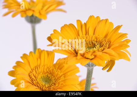 Gerberas on a white background Stock Photo