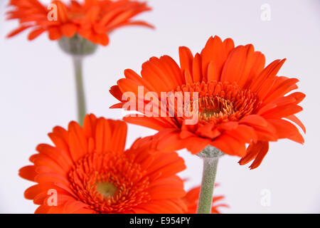 Gerberas on a white background Stock Photo