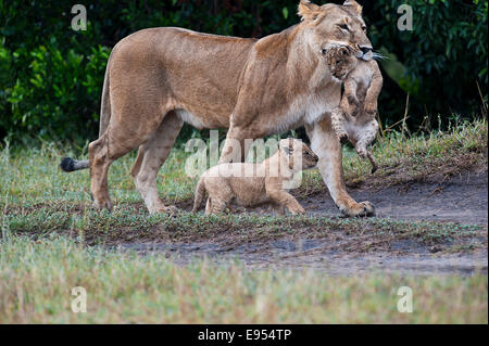 Lions (Panthera leo), lioness carrying disabled cub, the other one marching along briskly, Maasai Mara, Kenya