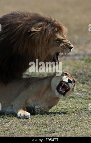Lions mating, panthera leo, Maasai Mara National Reserve, Kenya Stock ...