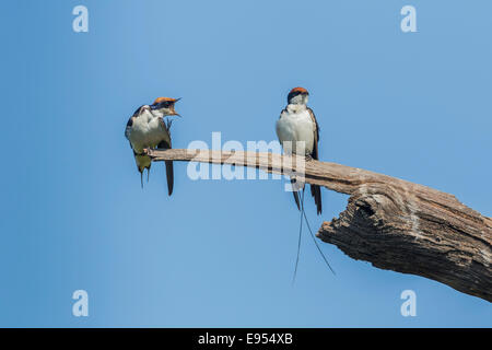 Wire-tailed Swallow (Hirundo smithii filifera), Keoladeo National Park, Rajasthan, India Stock Photo