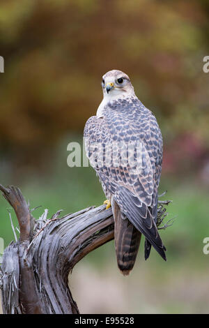 Saker Falcon (Falco cherrug), Baden-Württemberg, Germany Stock Photo