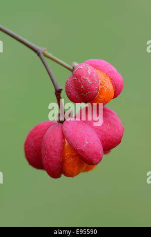 Fruits of European Spindle Tree (Euonymus europaeus) Stock Photo