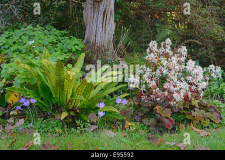 Autumn Saxifrage (Saxifraga cortusifolia 'Rubrifolia'), Hart's-tongue Fern (Phyllitis scolopendrium) and Autumn Crocus (Crocus Stock Photo