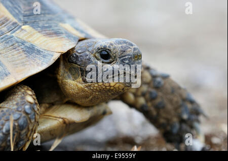 Mediterranean Spur-thighed Tortoise (Testudo graeca), portrait, Pleven Province, Bulgaria Stock Photo
