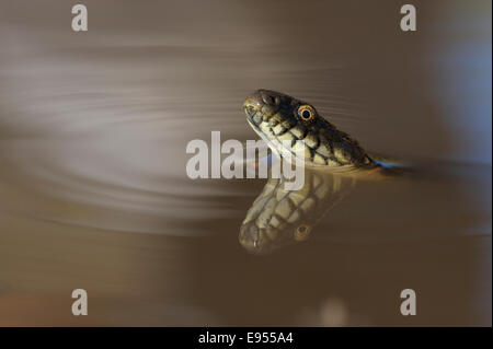 Dice Snake (Natrix tessellata), in the water, with reflection, Bulgaria Stock Photo