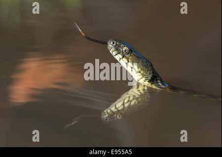 Dice Snake (Natrix tessellata), darting its tongue, in the water, with reflection, Bulgaria Stock Photo