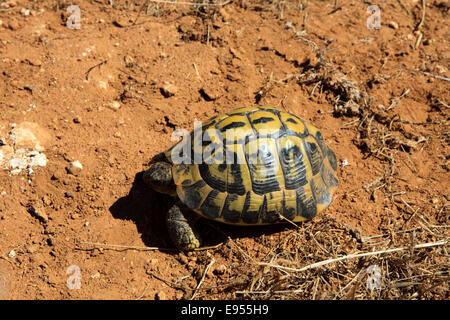 Marginated tortoise (Testudo marginata), Menorca, Balearic Islands, Spain Stock Photo