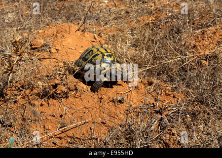 Marginated tortoise (Testudo marginata), Menorca, Balearic Islands, Spain Stock Photo