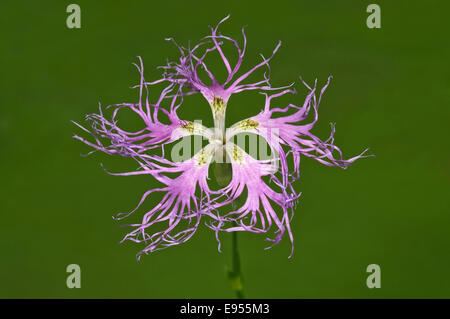 Large Pink (Dianthus superbus) single flower, Baden-Württemberg, Germany Stock Photo