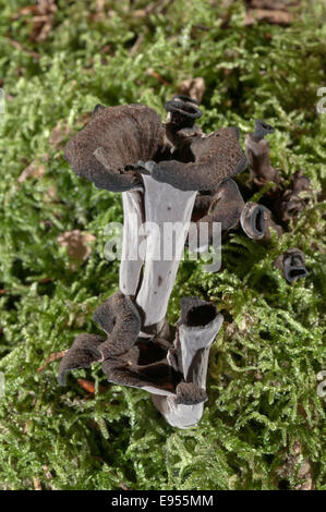 Horn of plenty (Craterellus cornucopioides), Baden-Württemberg, Germany Stock Photo