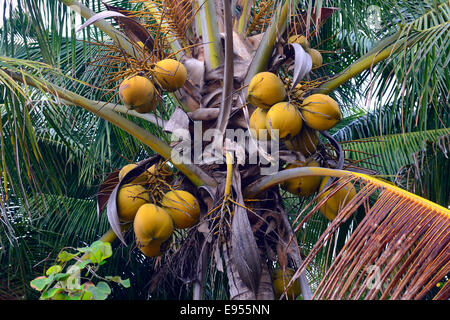 Coconuts on a Coconut Palm (Cocos nucifera), Lovina, North Bali, Bali, Indonesia Stock Photo