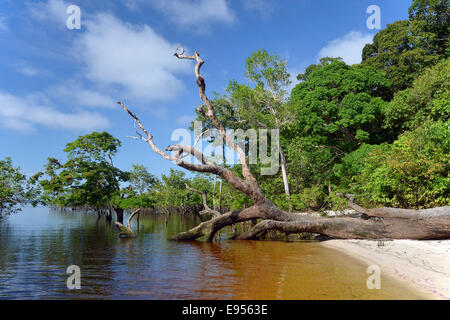 Tree trunk of a giant rainforest trees lying on the banks of the Amazon and Rio Solimões, Mamirauá Sustainable Development Stock Photo