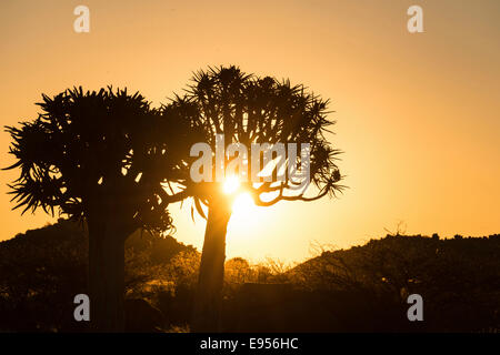 Quiver Trees or Kokerbaum (Aloe dichotoma), at sunset, near Keetmanshoop, Namibia Stock Photo