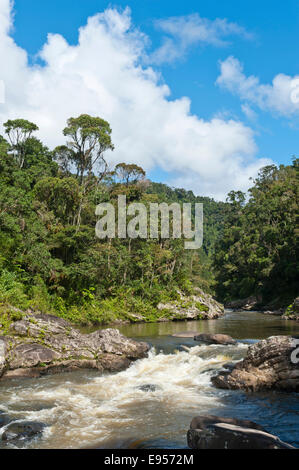 Stream, small waterfall in jungle, primary forest, National Park Ranomafana, Fianarantsoa Province, Madagascar Stock Photo