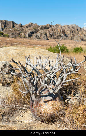 Elephant's Foot Plant (Pachypodium rosulatum), Isalo National Park, at Ranohira, Madagascar Stock Photo