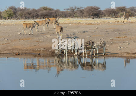 Zebra herd drinking, Burchell's zebras (Equus quagga burchellii), behind elands (Taurotragus oryx), Chudop water hole Stock Photo