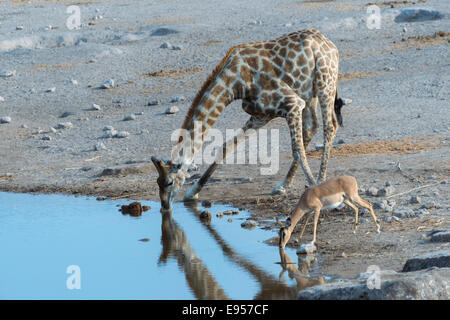 Giraffe (Giraffa camelopardis) and a Blacked-faced Impala (Aepyceros melampus petersi) drinking next to each other at the Chudop Stock Photo