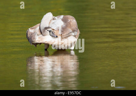 Young Mute Swan (Cygnus olor), preening, North Hesse, Hesse, Germany Stock Photo