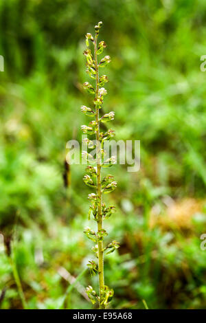 a wild Helleborine or Hellebore plant just coming into flower, possibly a Broad-leaved Helleborine Stock Photo