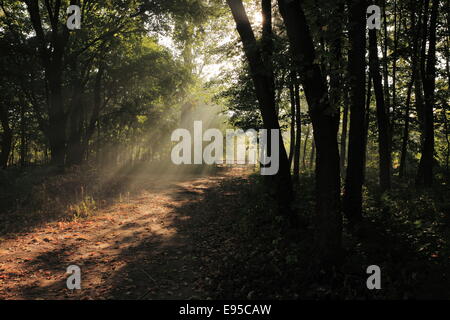 Forest path Stock Photo