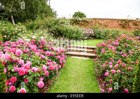 Hybrid Tea Pink Roses either side of steps at the David Austin rose garden Albrighton Shropshire England UK Stock Photo
