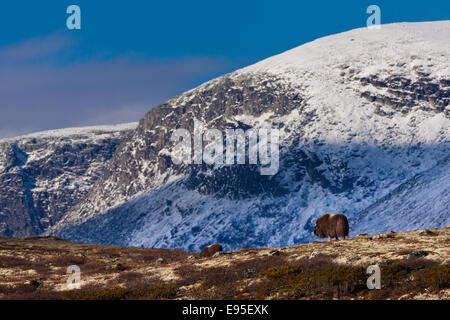 Muskoxen in autumn landscapes, in Dovrefjell national park, at Dovre, Norway. Stock Photo