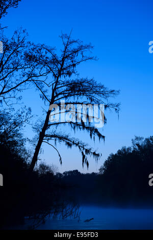 Bald Cypress with Spanish Moss, predawn glow, leaning over Bates Old River.  Conagree National Park, South Carolina, spring. Stock Photo