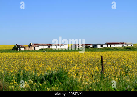 Derelict farm buildings in the middle of a rapeseed field in the Swartland region of the Western Cape Province, South Africa. Stock Photo