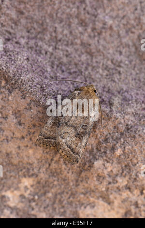The Rustic (Hoplodrina blanda Stock Photo - Alamy
