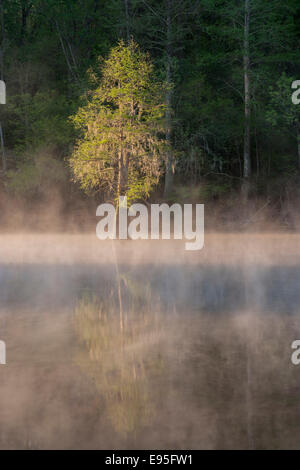 Bald Cypress draped with Spanish Moss on foggy morning. Bates Old River ...