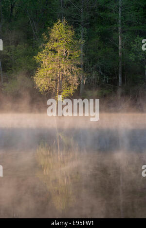 Bald Cypress draped with Spanish Moss on foggy morning. Bates Old River, Congaree National Park, South Carolina, spring. Stock Photo