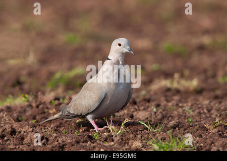 Eurasian Collared Dove Sreptopelia decaocta adult on the ground Stock Photo