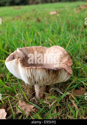 Amanita rubescens, blusher mushroom, Dorset, UK
