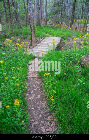 Footpath through blooming Butterweed (Packera glabella) in Congaree National Park, South Carolina, spring. Stock Photo