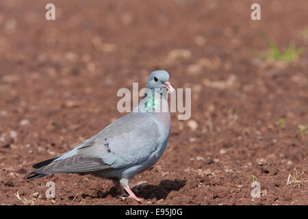 Stock Dove Columba oenas adult on the ground Stock Photo