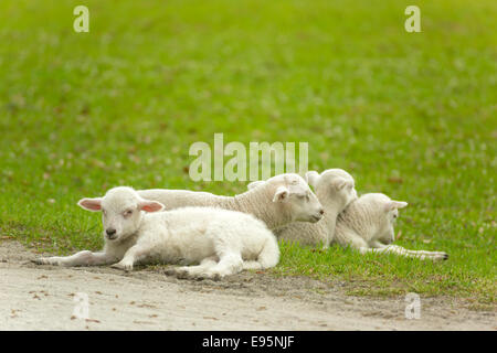 SPRING LAMBS MIDDLETON PLACE ASHLEY RIVER CHARLESTON SOUTH CAROLINA USA Stock Photo