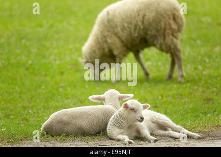 SPRING LAMBS MIDDLETON PLACE ASHLEY RIVER CHARLESTON SOUTH CAROLINA USA Stock Photo