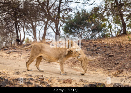 Indian Lions Cub in a playful action [Panthera leo persica] at Gir Forest, Gujarat India. Stock Photo