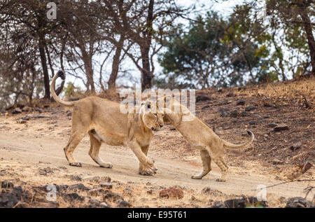 Indian Lions Cub in a playful action [Panthera leo persica] at Gir Forest, Gujarat India. Stock Photo