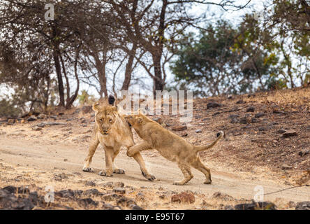 Indian Lions Cub in a playful action [Panthera leo persica] at Gir Forest, Gujarat India. Stock Photo