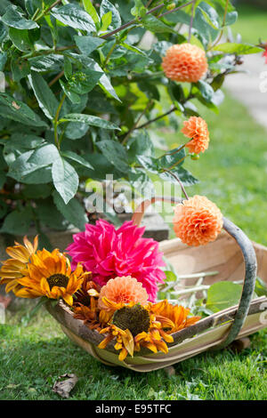 Autumn blooming Dahlias, priincipally Dahlia 'Sylvia' (orange) and 'Con Amore' (red) with turning Sunflowers UK Stock Photo