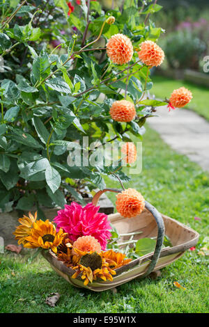 Autumn blooming Dahlias, priincipally Dahlia 'Sylvia' (orange) and 'Con Amore' (red) with turning Sunflowers UK Stock Photo