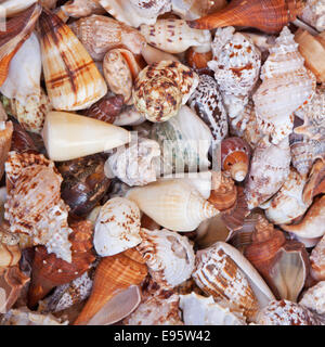 A variety of sea shells collected on the North Devon coastline UK Stock Photo