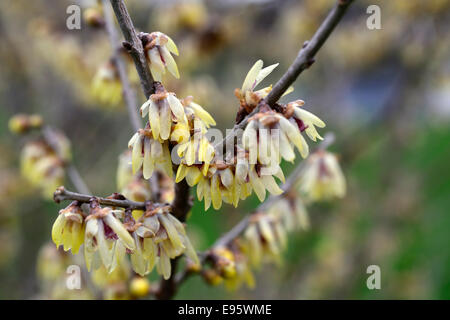 Chimonanthus praecox var luteus syn concolor yellow flowers blooms blossoms fragrant winter spring scent scented wintersweet Stock Photo